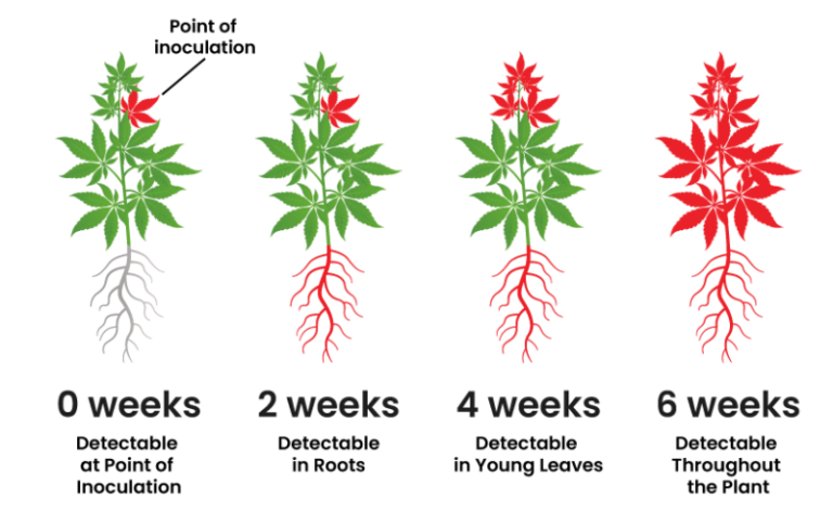 Uncovering The COVID Of Cannabis - HLVD, Hop Latent Viroid