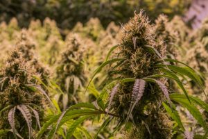 Increase Cannabis Yield